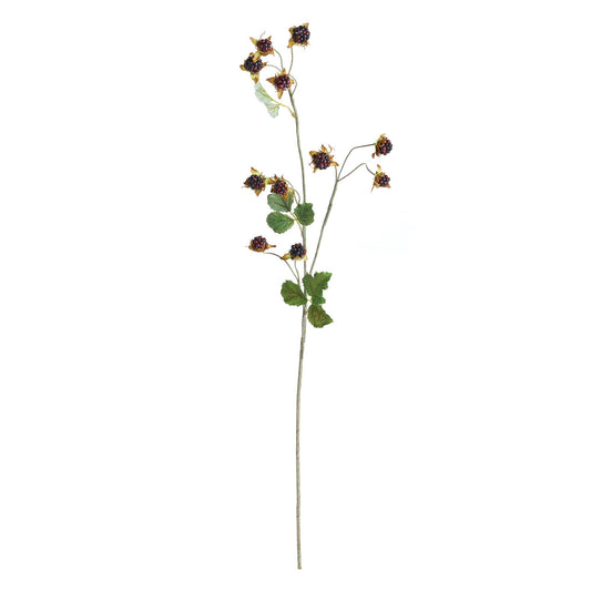 Wild Blackberry Stem 31"