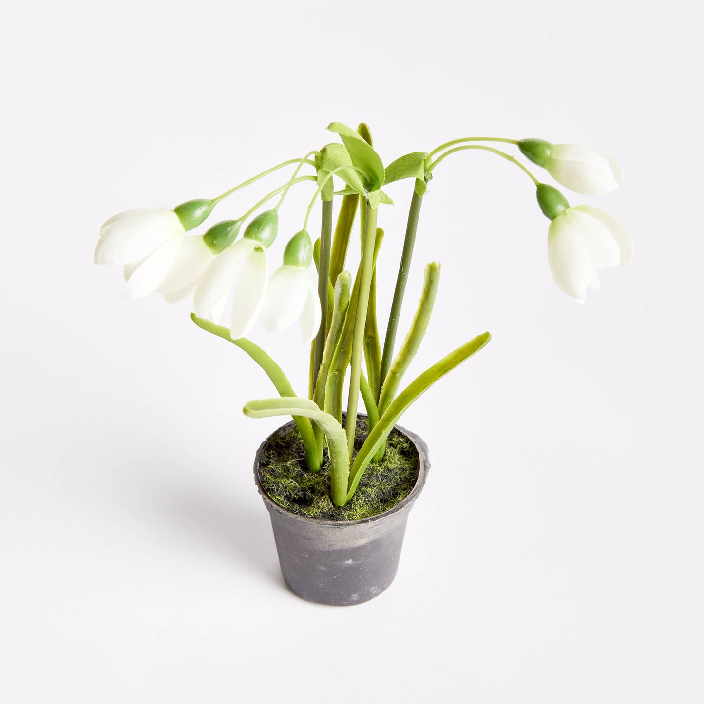 Snowdrop Drop-In