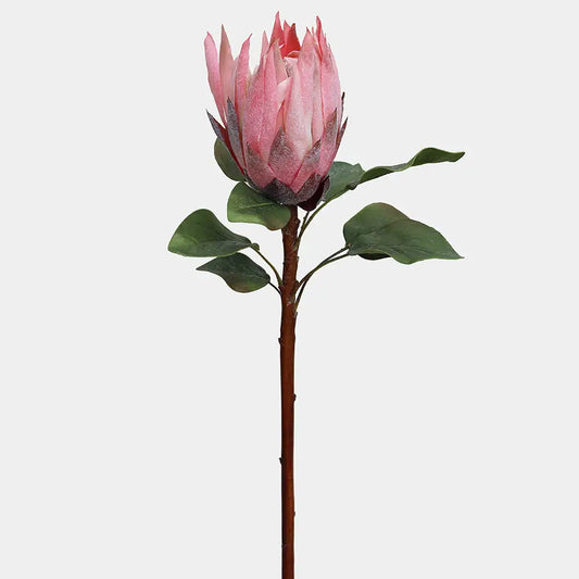 Pink King Protea 23.5"