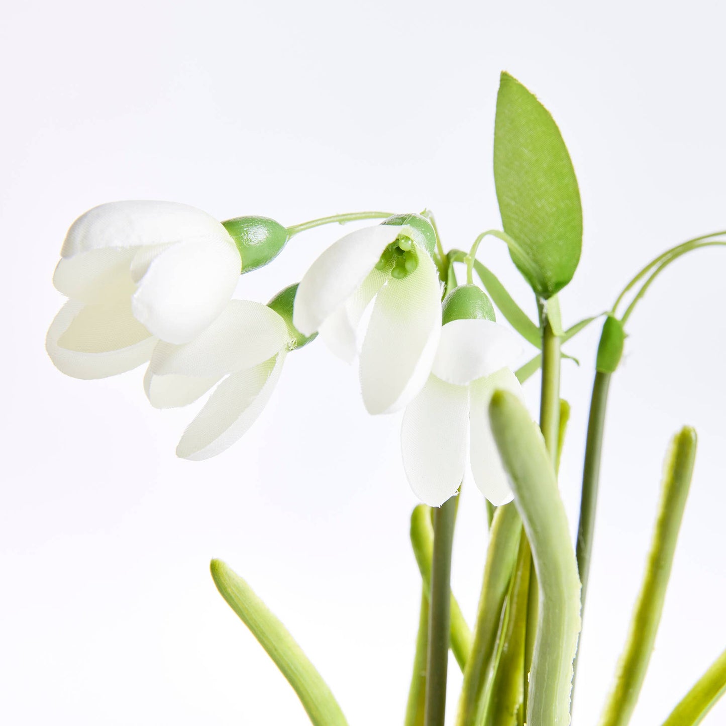 Snowdrop Drop-In